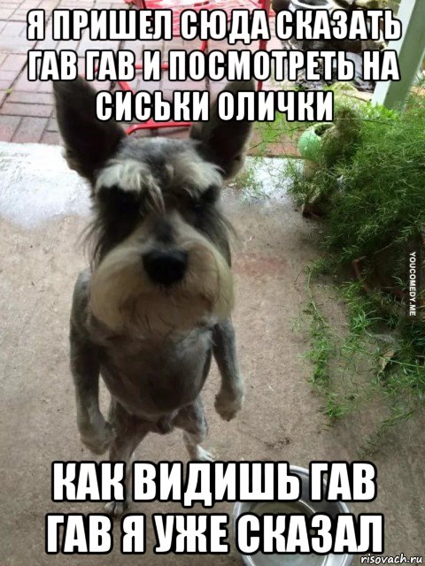 я пришел сюда сказать гав гав и посмотреть на сиськи олички как видишь гав гав я уже сказал, Мем Я пришел сюда поесть