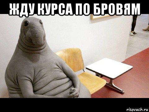 жду курса по бровям 