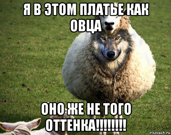 я в этом платье как овца оно же не того оттенка!!!!!!!!, Мем Злая Овца