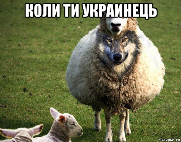 коли ти украинець , Мем Злая Овца