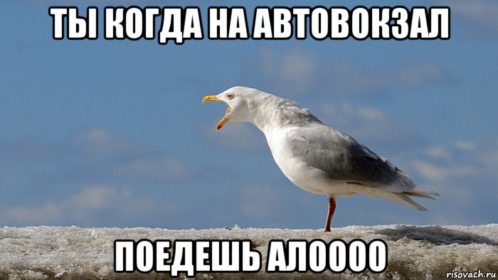 ты когда на автовокзал поедешь алоооо