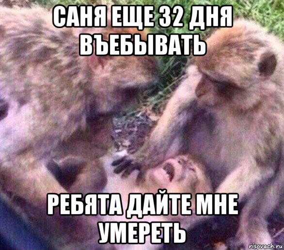 саня еще 32 дня въебывать ребята дайте мне умереть