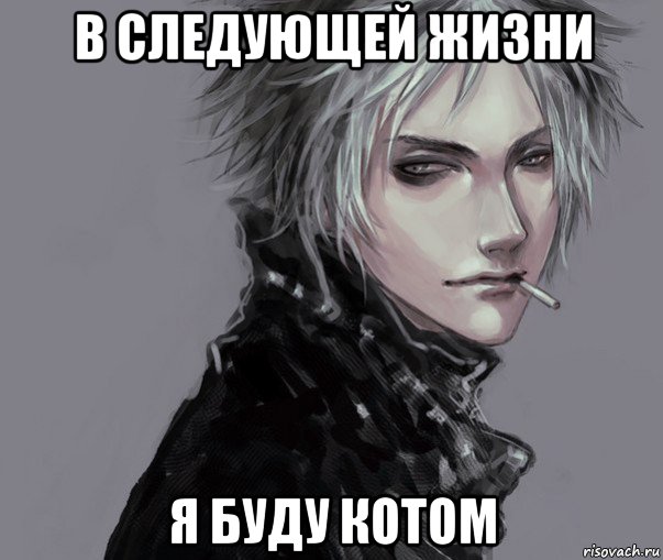в следующей жизни я буду котом