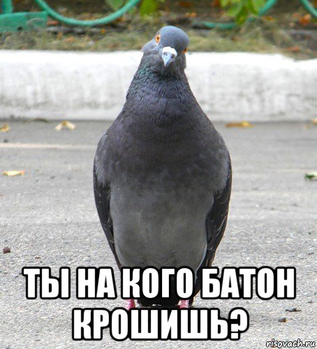  ты на кого батон крошишь?