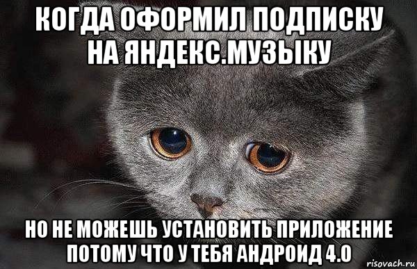 когда оформил подписку на яндекс.музыку но не можешь установить приложение потому что у тебя андроид 4.0, Мем  Грустный кот