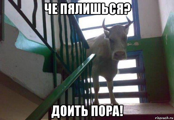 че пялишься? доить пора!