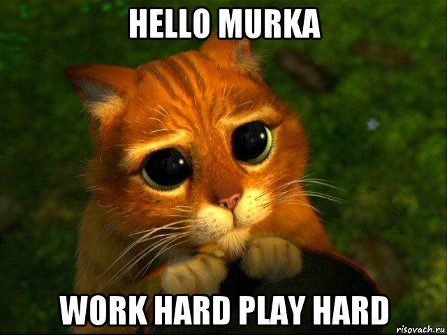 hello murka work hard play hard, Мем кот из шрека