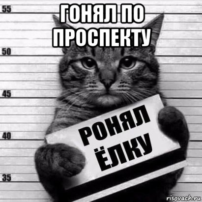гонял по проспекту , Мем Кот рецидив