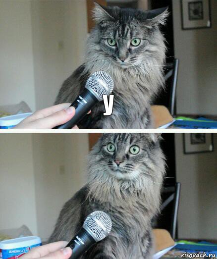 у , Комикс  кот с микрофоном