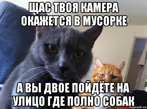 щас твоя камера окажется в мусорке а вы двое пойдёте на улицо где полно собак, Мем  Два котэ