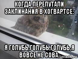 когда перепутали заклинания в хогвартсе: я голубь,голубь,голубь,я вовсе не сова., Мем письмо из хогвартса