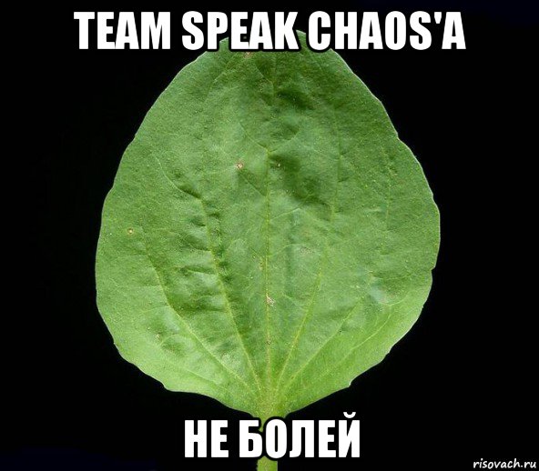 team speak chaos'a не болей, Мем Подорожник