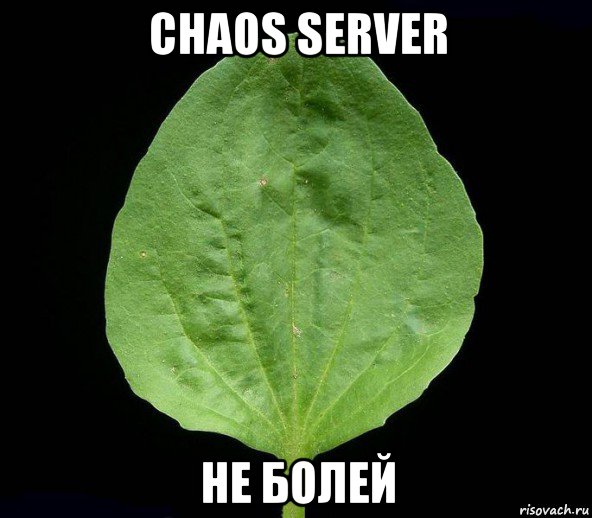 chaos server не болей, Мем Подорожник