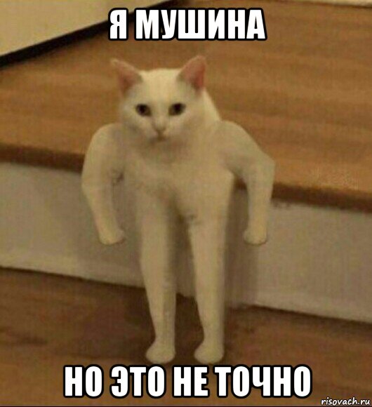 я мушина но это не точно, Мем  Полукот