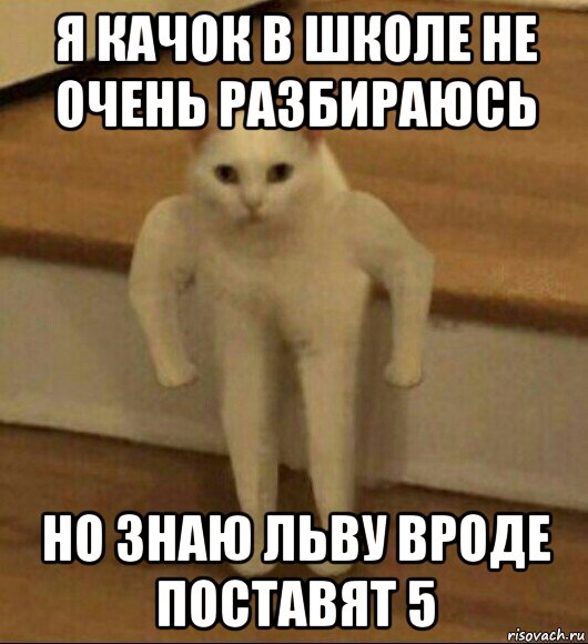 я качок в школе не очень разбираюсь но знаю льву вроде поставят 5, Мем  Полукот