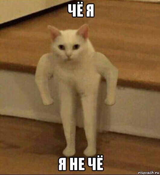 чё я я не чё, Мем  Полукот