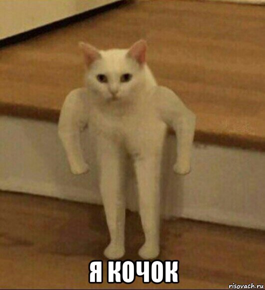  я кочок, Мем  Полукот