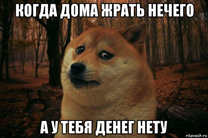 когда дома жрать нечего а у тебя денег нету, Мем SAD DOGE