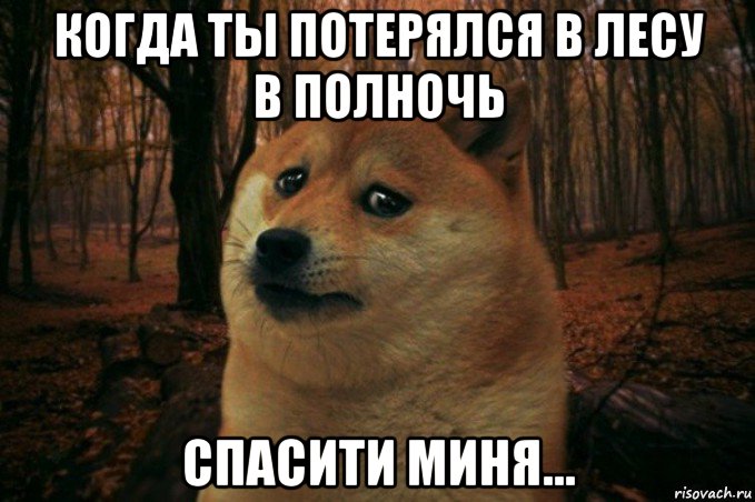 когда ты потерялся в лесу в полночь спасити миня..., Мем SAD DOGE