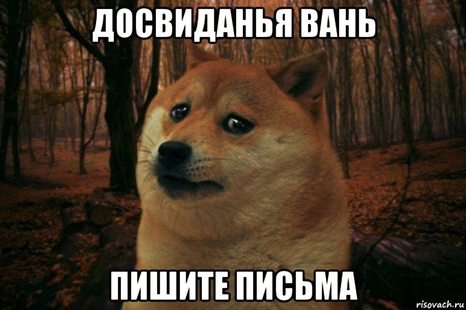 досвиданья вань пишите письма, Мем SAD DOGE