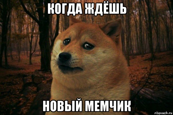 когда ждёшь новый мемчик, Мем SAD DOGE