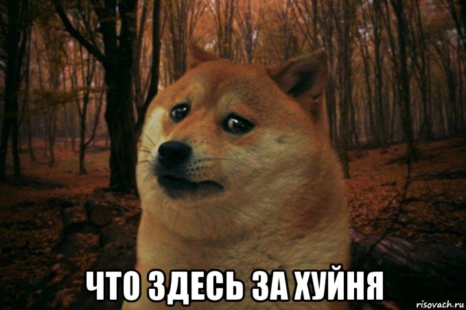  что здесь за хуйня, Мем SAD DOGE