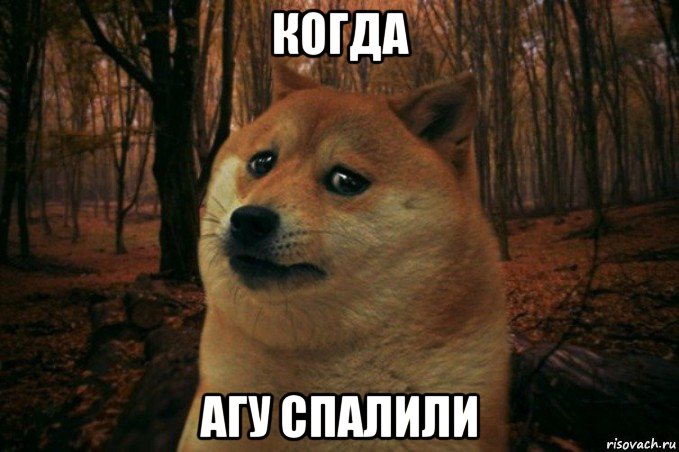 когда агу спалили, Мем SAD DOGE