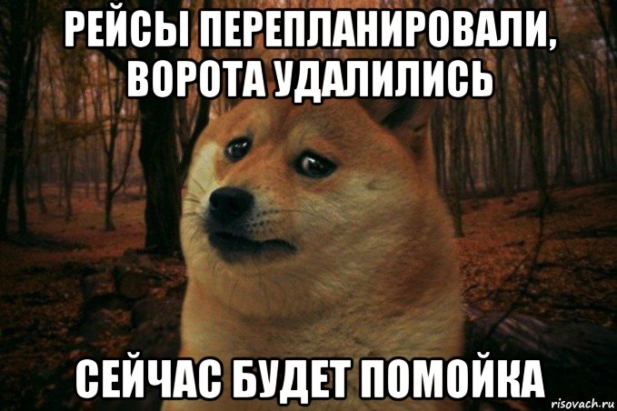 рейсы перепланировали, ворота удалились сейчас будет помойка, Мем SAD DOGE