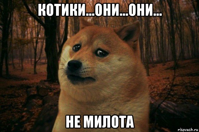 котики...они...они... не милота, Мем SAD DOGE