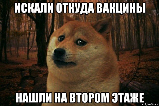 искали откуда вакцины нашли на втором этаже, Мем SAD DOGE