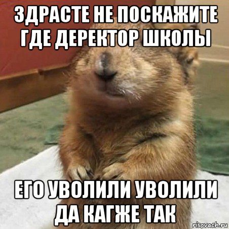 здрасте не поскажите где деректор школы его уволили уволили да кагже так, Мем Суслик спрашивает