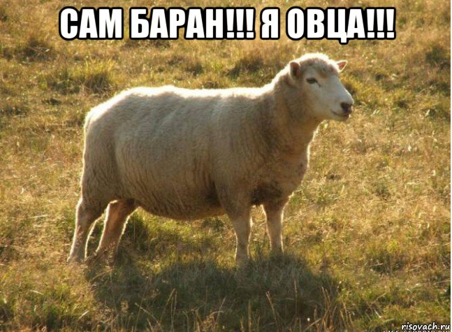 сам баран!!! я овца!!! , Мем Типичная овца