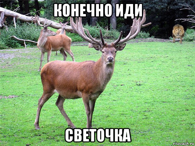 конечно иди светочка