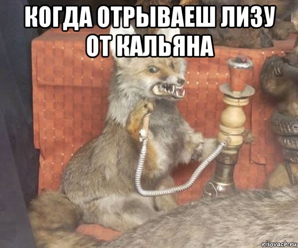 когда отрываеш лизу от кальяна 