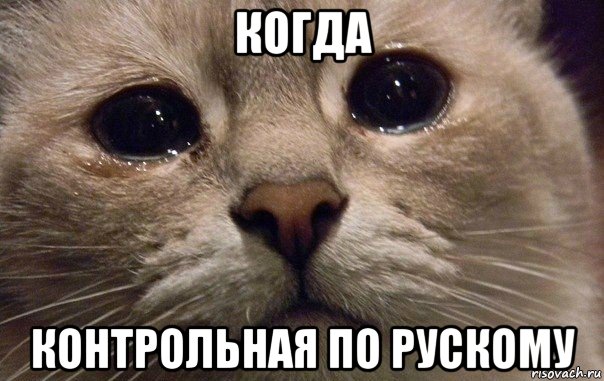 когда контрольная по рускому, Мем   В мире грустит один котик