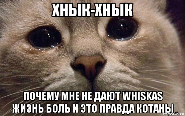 хнык-хнык почему мне не дают whiskas жизнь боль и это правда котаны, Мем   В мире грустит один котик