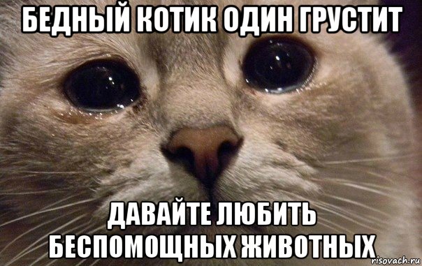 бедный котик один грустит давайте любить беспомощных животных, Мем   В мире грустит один котик