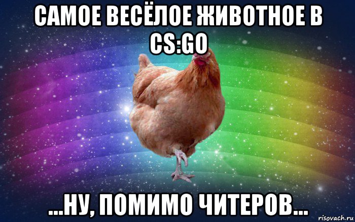 самое весёлое животное в cs:go ...ну, помимо читеров..., Мем Весела Курка