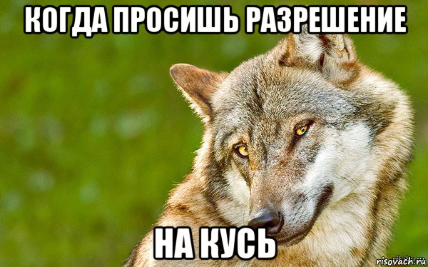 когда просишь разрешение на кусь, Мем   Volf