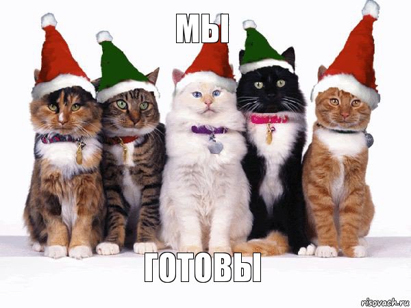 мы готовы, Комикс Новогодние коты