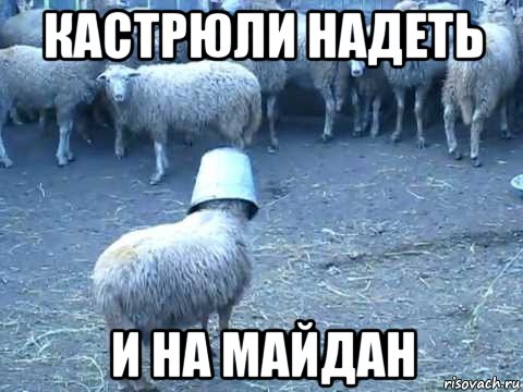 кастрюли надеть и на майдан, Мем Бараны