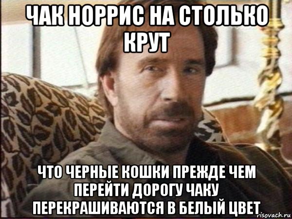 чак норрис на столько крут что черные кошки прежде чем перейти дорогу чаку перекрашиваются в белый цвет, Мем чак норрис