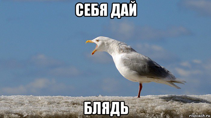 себя дай блядь