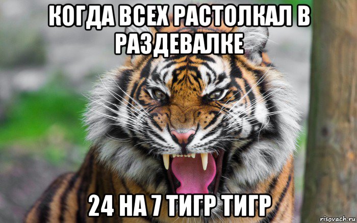 когда всех растолкал в раздевалке 24 на 7 тигр тигр, Мем ДЕРЗКИЙ ТИГР