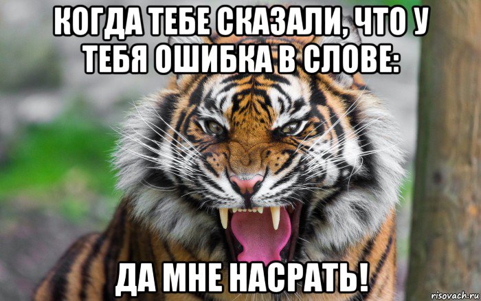 когда тебе сказали, что у тебя ошибка в слове: да мне насрать!, Мем ДЕРЗКИЙ ТИГР