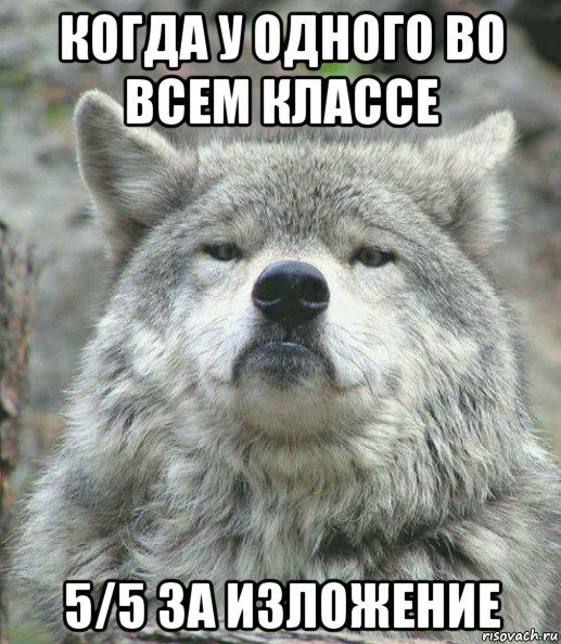 когда у одного во всем классе 5/5 за изложение, Мем    Гордый волк