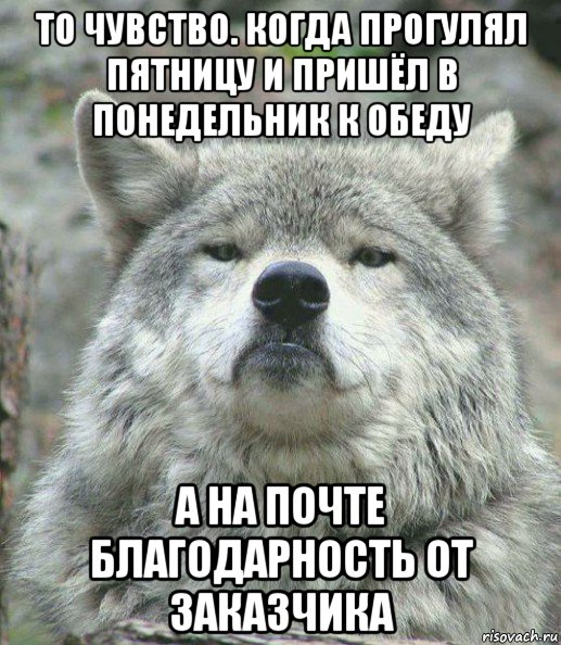 то чувство. когда прогулял пятницу и пришёл в понедельник к обеду а на почте благодарность от заказчика, Мем    Гордый волк