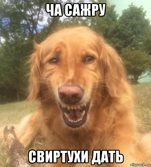 ча сажру свиртухи дать