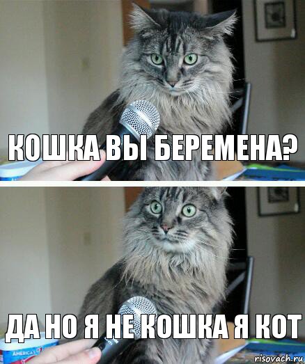 кошка вы беремена? да но я не кошка я кот, Комикс  кот с микрофоном