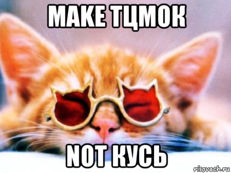 make тцмок not кусь, Мем кот